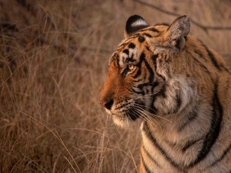Safari vehicle in Ranthambore National Park