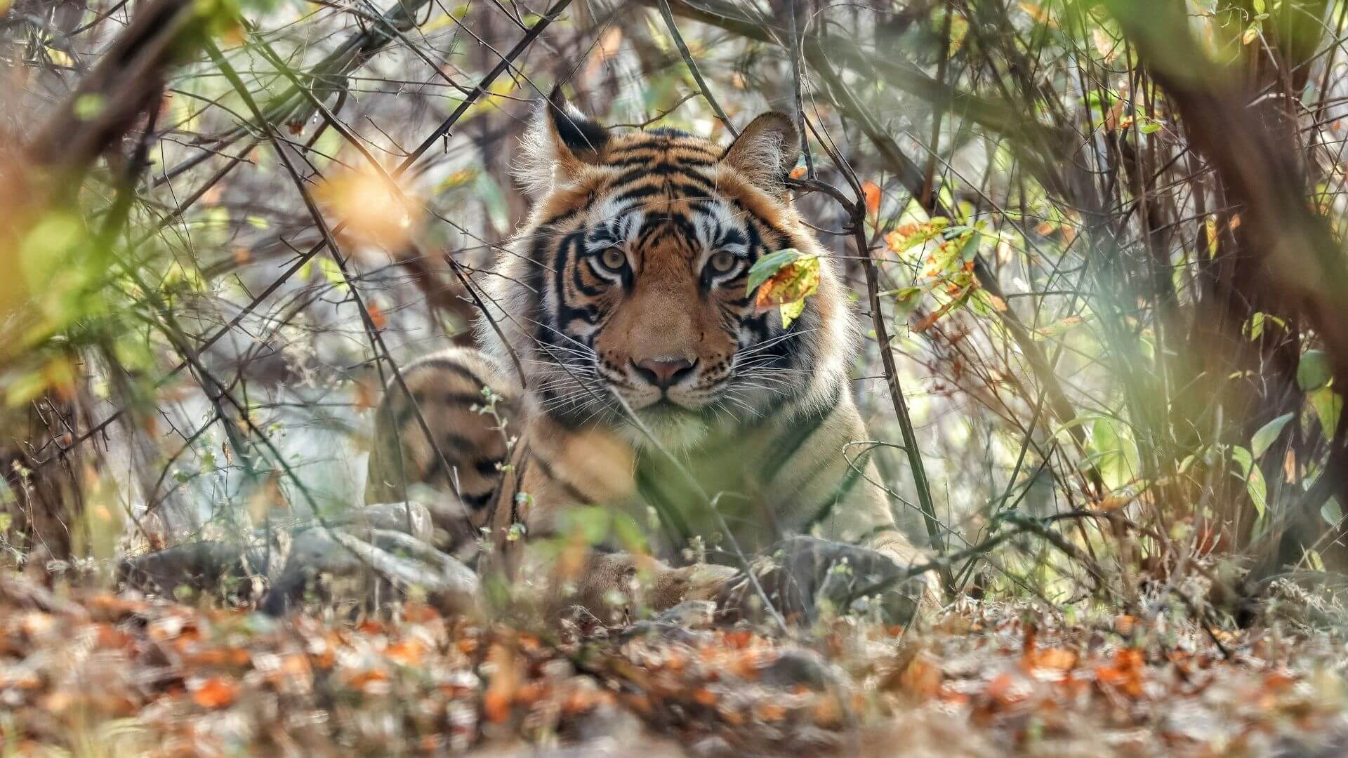 Golden Triangle with Ranthambore private India tour
